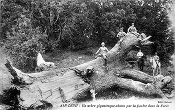 arbre